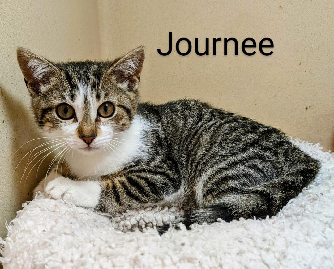 Journee, a Adoptable Domestic Short Hair in Binghamton, NY image 1/3