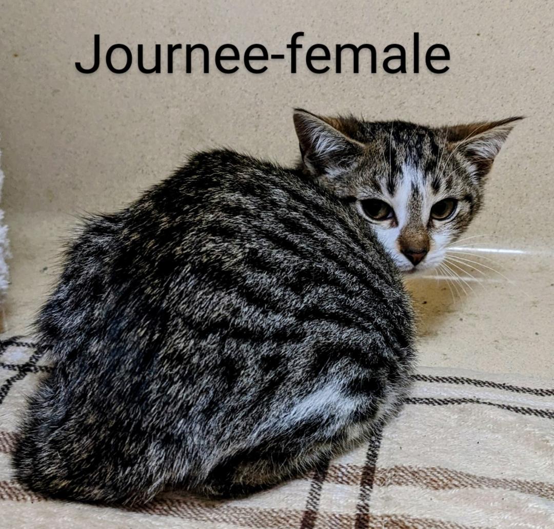 Journee, a Adoptable Domestic Short Hair in Binghamton, NY image 3/3