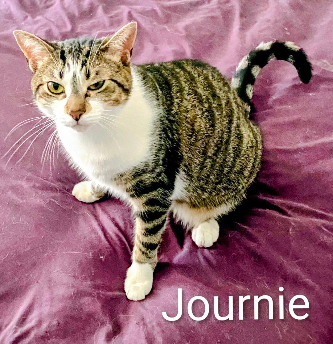 Journee, Adoptable, Adult Female Domestic Short Hair.