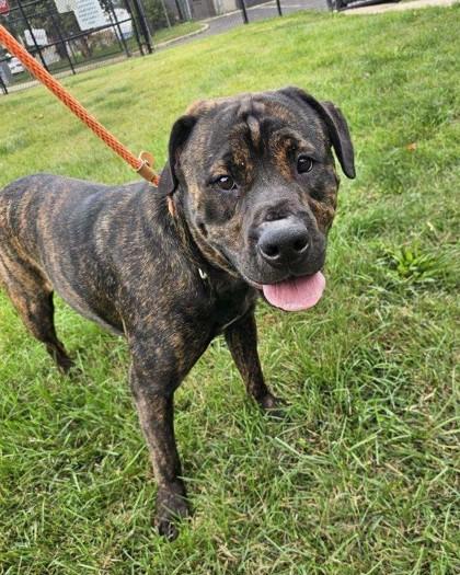 Enlarge Eaires, a Adoptable Mixed Breed in Hamilton, NJ image 1/3