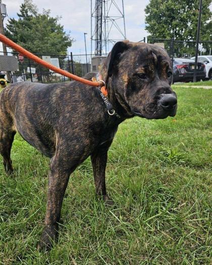 Enlarge Eaires, a Adoptable Mixed Breed in Hamilton, NJ image 2/3