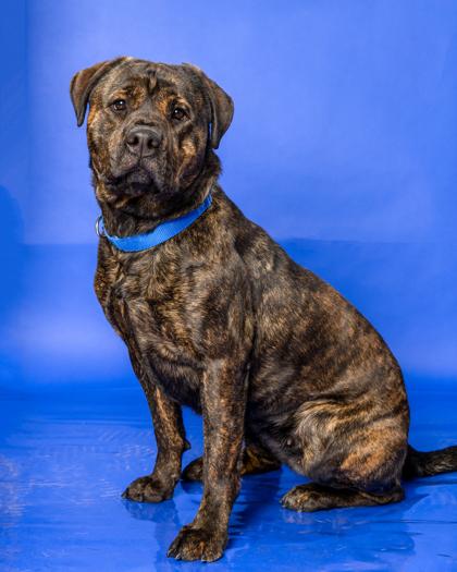 Enlarge Eaires, a Adoptable Mixed Breed in Hamilton, NJ image 3/3