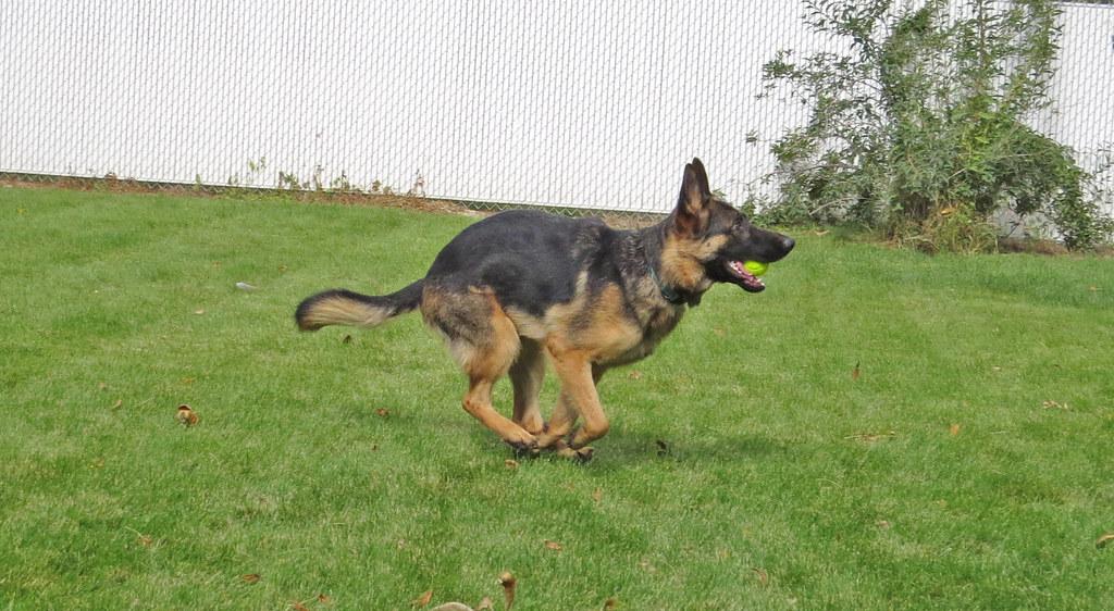 SKYE **video!**, a Adopted German Shepherd Dog in Nampa, ID image 4/6