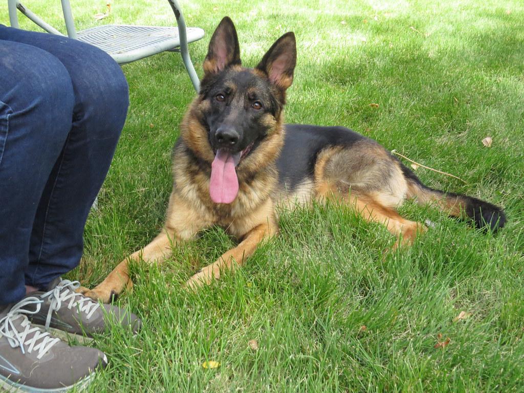 SKYE **video!**, a Adopted German Shepherd Dog in Nampa, ID image 2/6