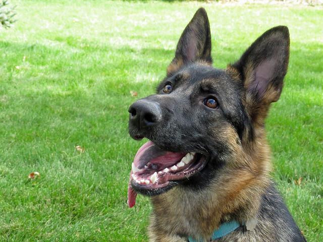 SKYE **video!**, Adopted, Young Female German Shepherd Dog.