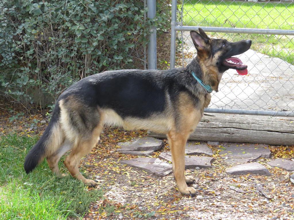 SKYE **video!**, a Adopted German Shepherd Dog in Nampa, ID image 3/6