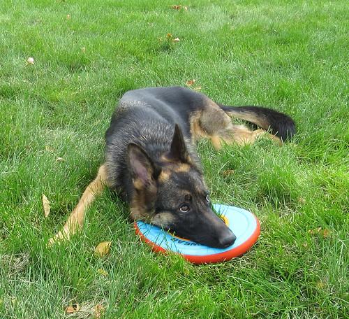 SKYE **video!**, a Adopted German Shepherd Dog in Nampa, ID image 5/6