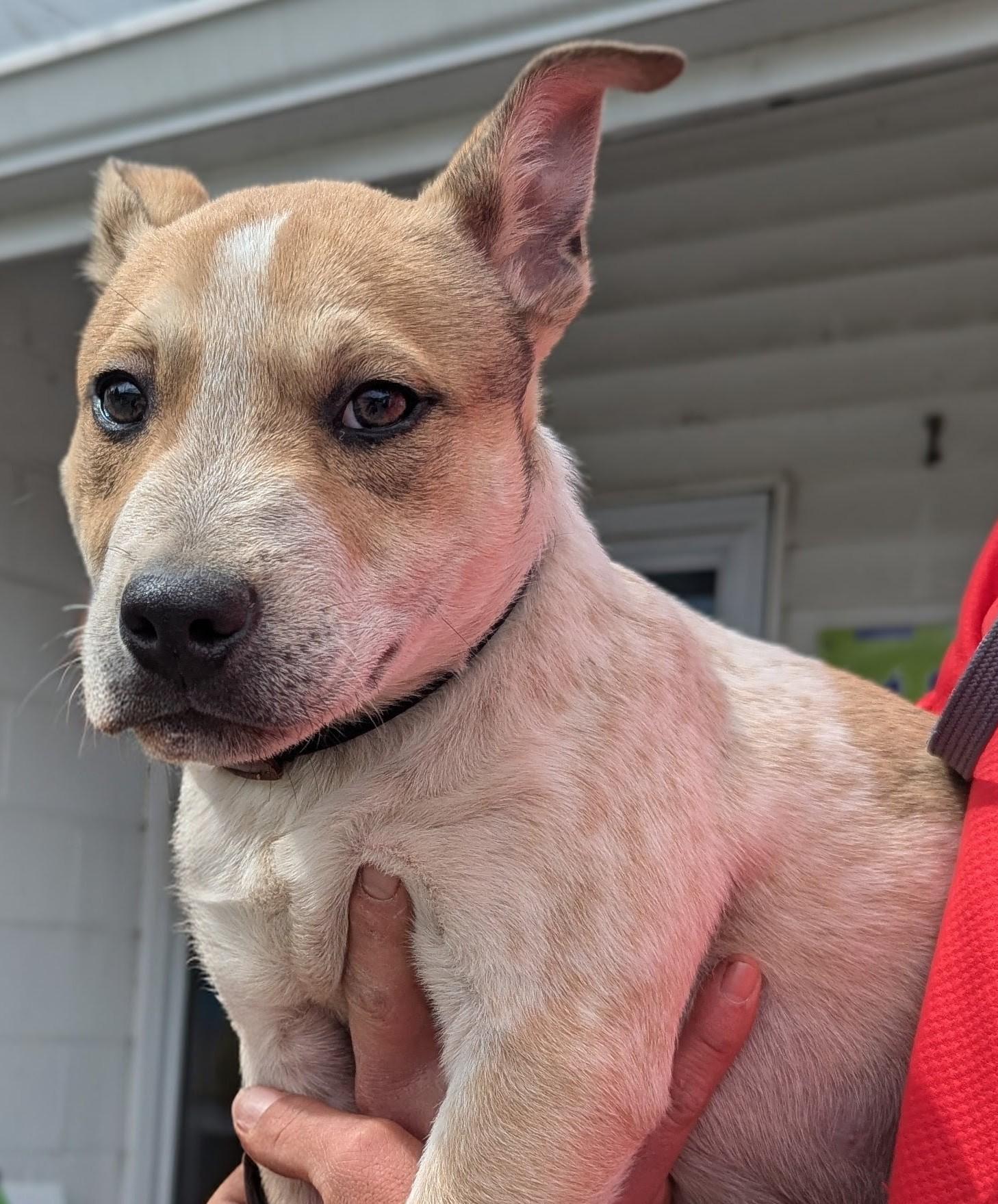 Enlarge Bandit, an adopted mixed breed in New Windsor, NY image 1/1
