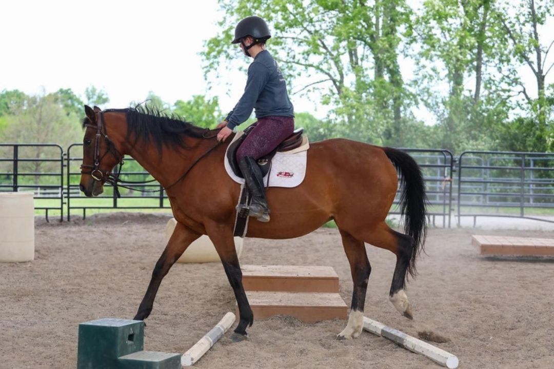 Enlarge Dixieland Daisy, a Adoptable Thoroughbred in Nicholasville, KY image 9/10