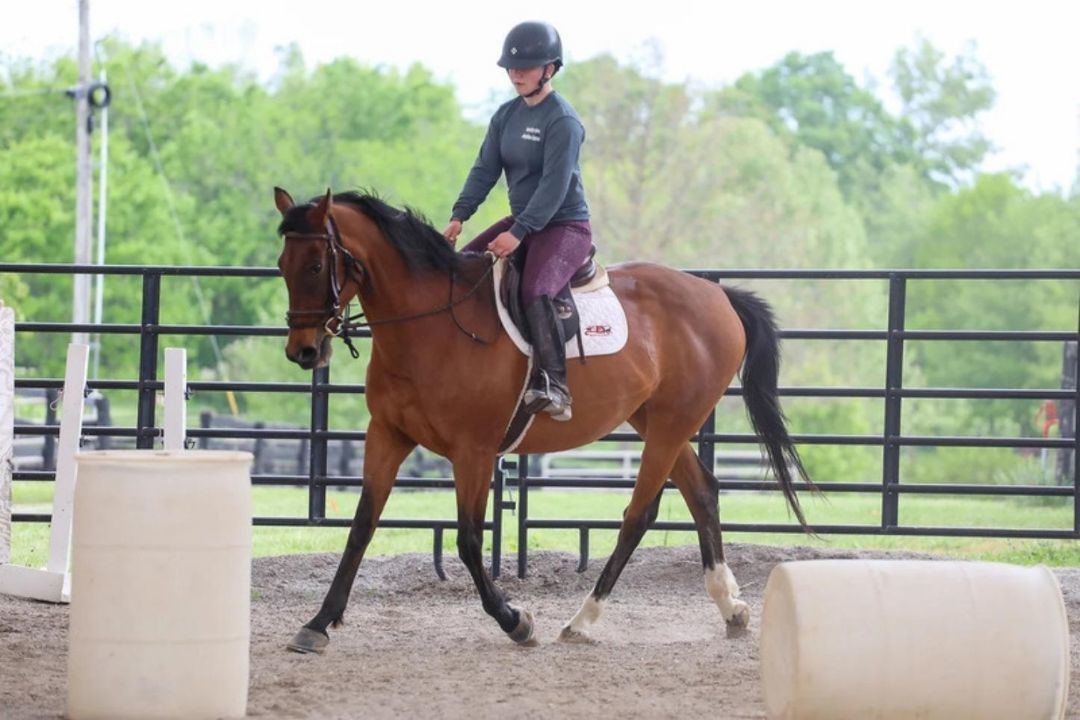 Enlarge Dixieland Daisy, a Adoptable Thoroughbred in Nicholasville, KY image 10/10