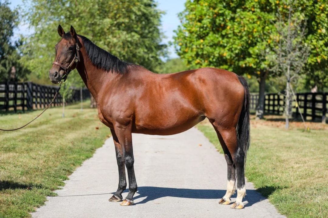 Enlarge Dixieland Daisy, a Adoptable Thoroughbred in Nicholasville, KY image 7/10