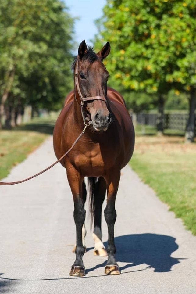 Dixieland Daisy, a Adoptable Thoroughbred in Nicholasville, KY image 1/10