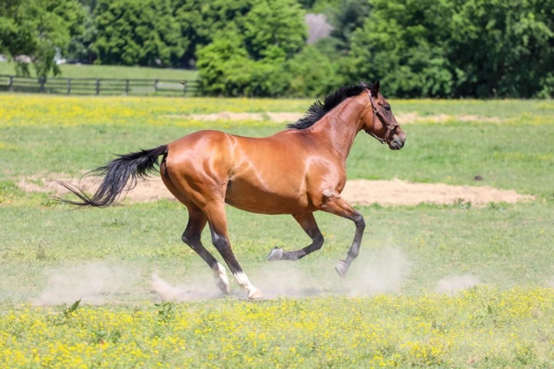 Dixieland Daisy, a Adoptable Thoroughbred in Nicholasville, KY image 6/10