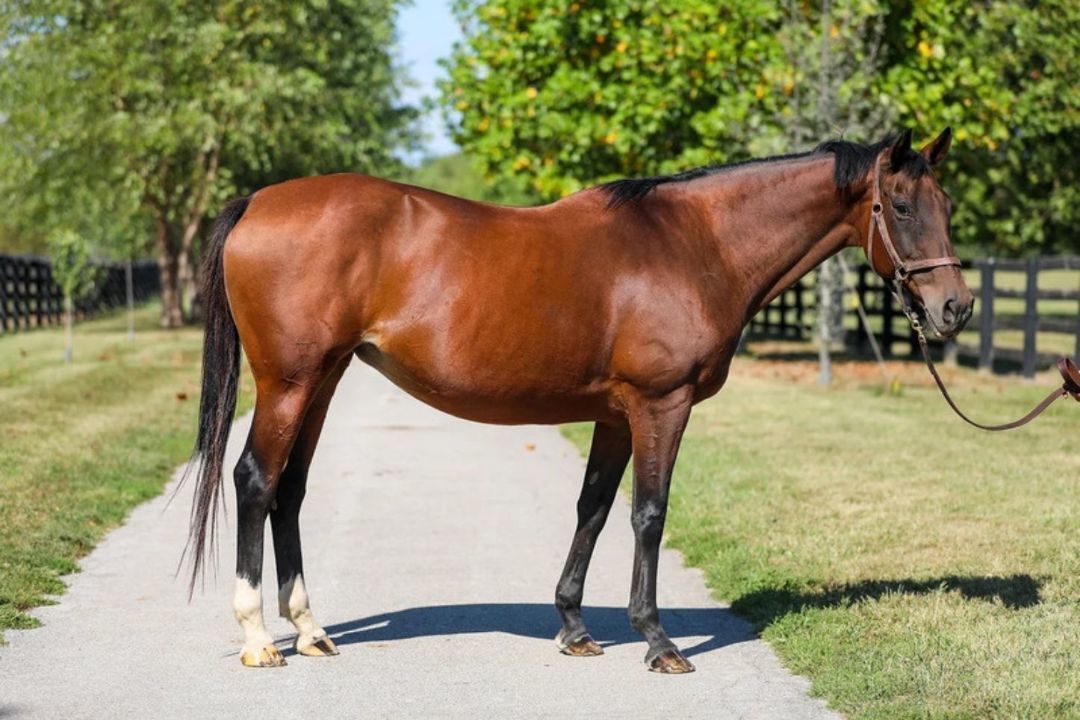 Enlarge Dixieland Daisy, a Adoptable Thoroughbred in Nicholasville, KY image 8/10