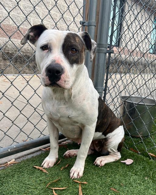 Enlarge JUNEBUG, a Adoptable Mixed Breed in Columbia, SC image 1/1