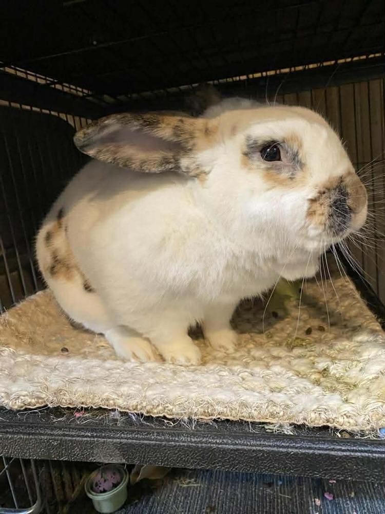 Hank, Adoptable, Adult Male New Zealand & Bunny Rabbit.