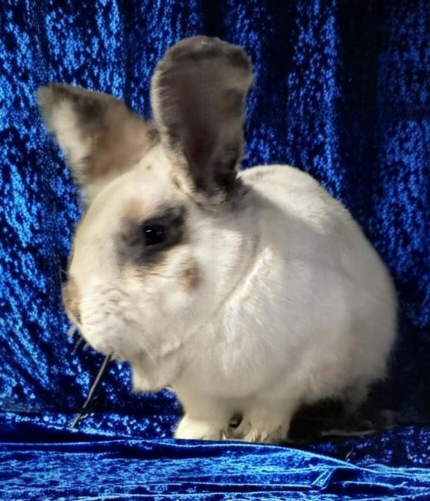 Enlarge Hank, a Adoptable mixed breed in Dallas, PA image 2/3