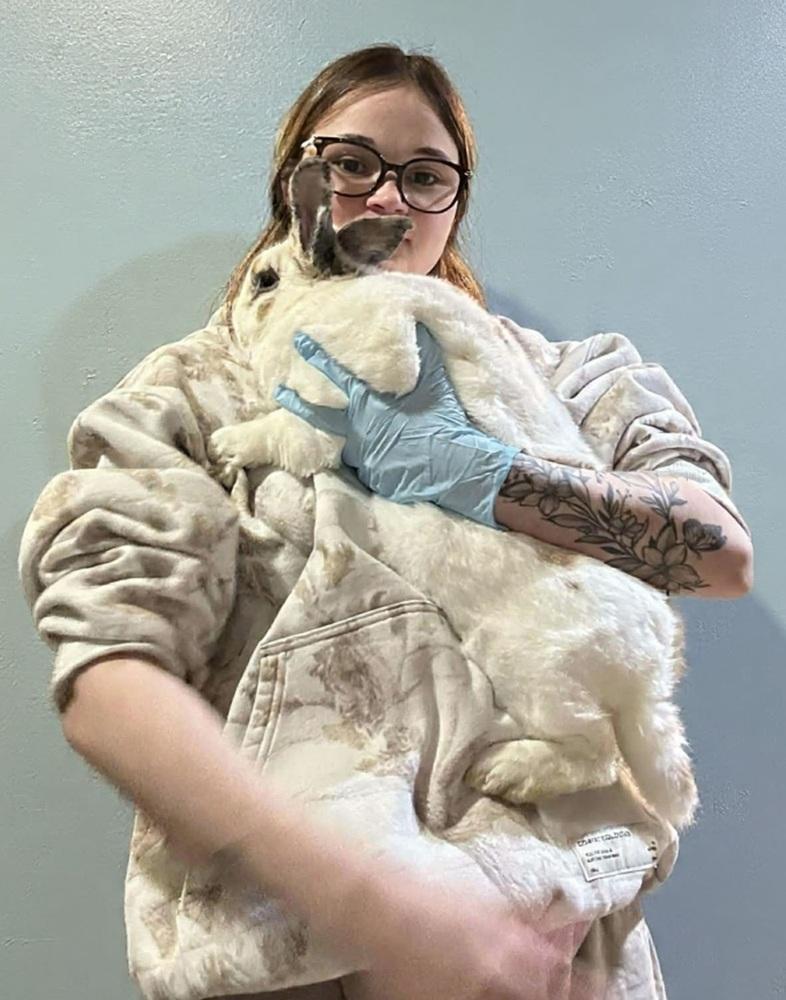 Enlarge Hank, a Adoptable mixed breed in Dallas, PA image 3/3