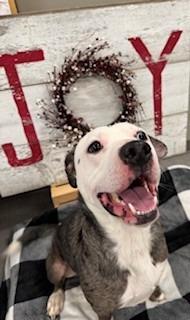 Jace Yrly 482, Adoptable, Young Male Pit Bull Terrier.