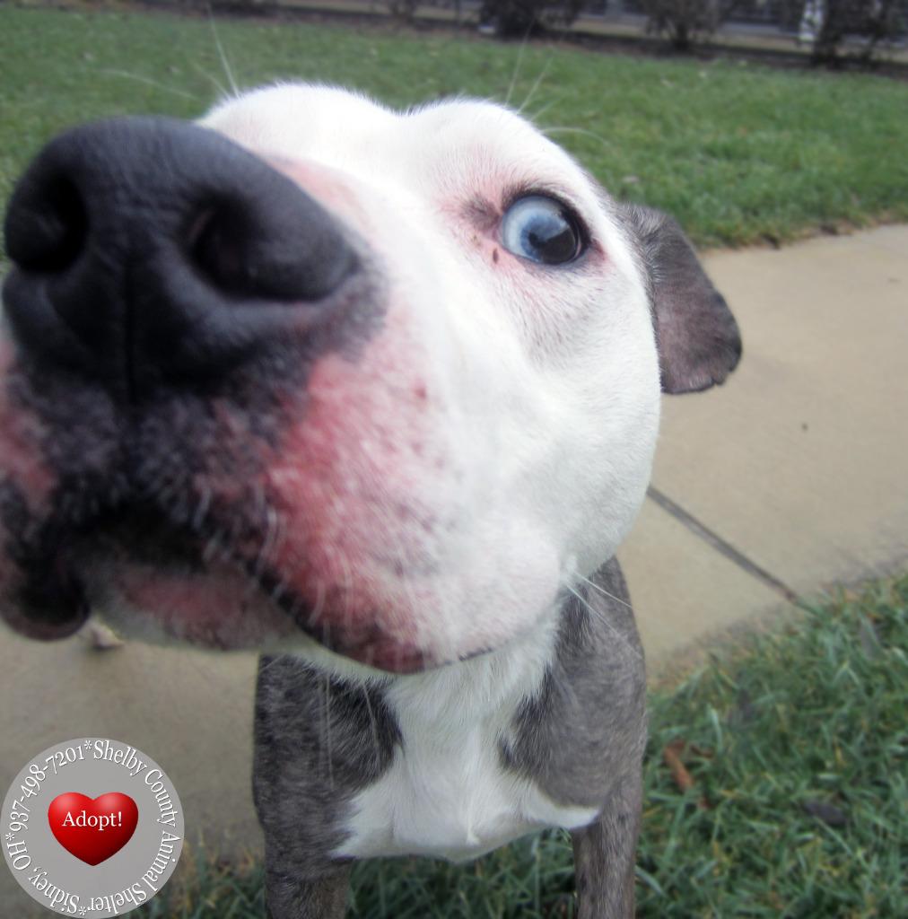 Enlarge Jace Yrly 482, a Adoptable Pit Bull Terrier in Sidney, OH image 2/6