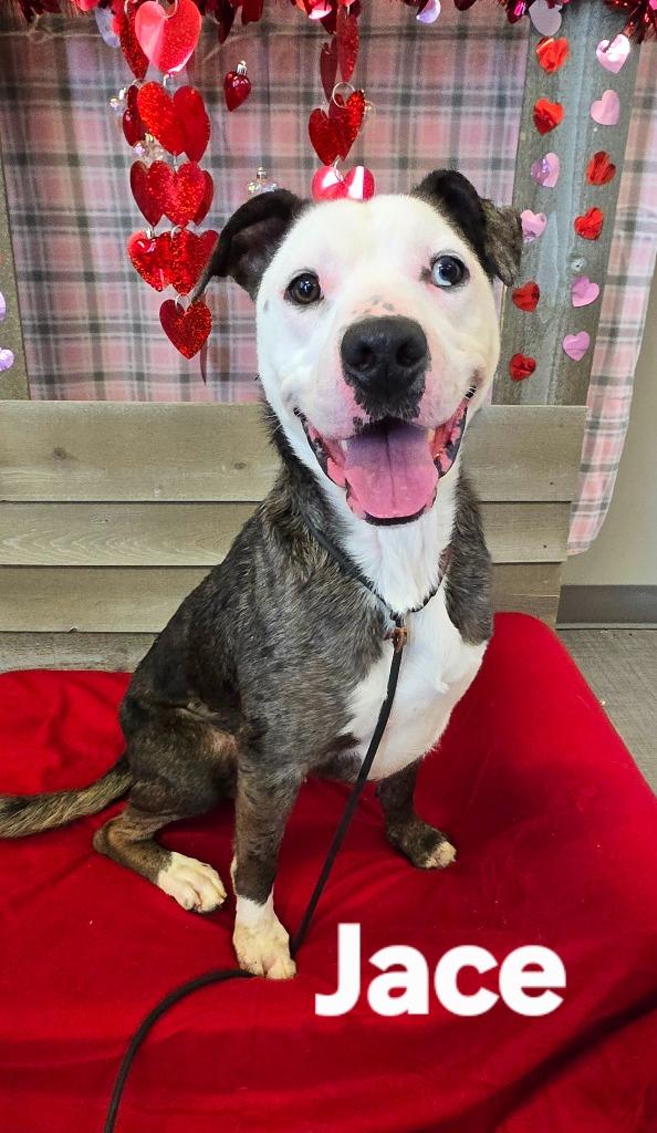 Enlarge Jace Yrly 482, a Adoptable Pit Bull Terrier in Sidney, OH image 3/6