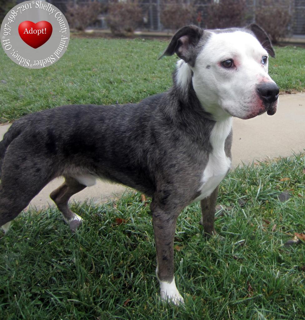 Enlarge Jace Yrly 482, a Adoptable Pit Bull Terrier in Sidney, OH image 2/4