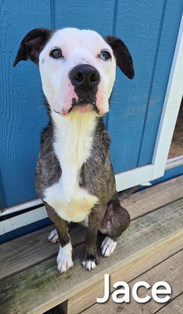 Enlarge Jace Yrly 482, a Adoptable Pit Bull Terrier in Sidney, OH image 5/6