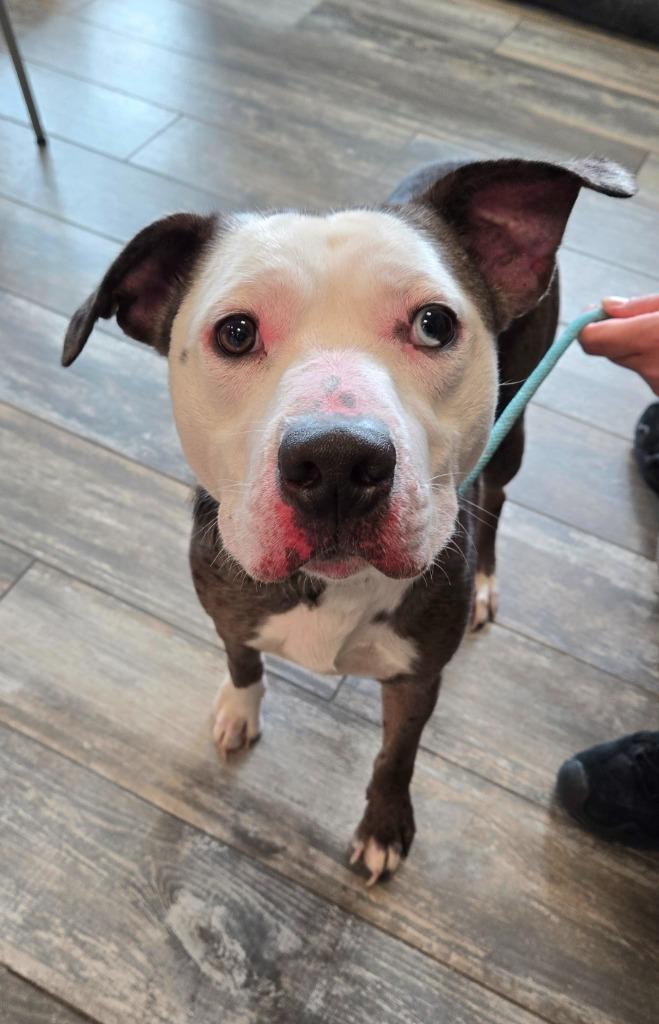 Enlarge Jace Yrly 482, a Adoptable Pit Bull Terrier in Sidney, OH image 5/6