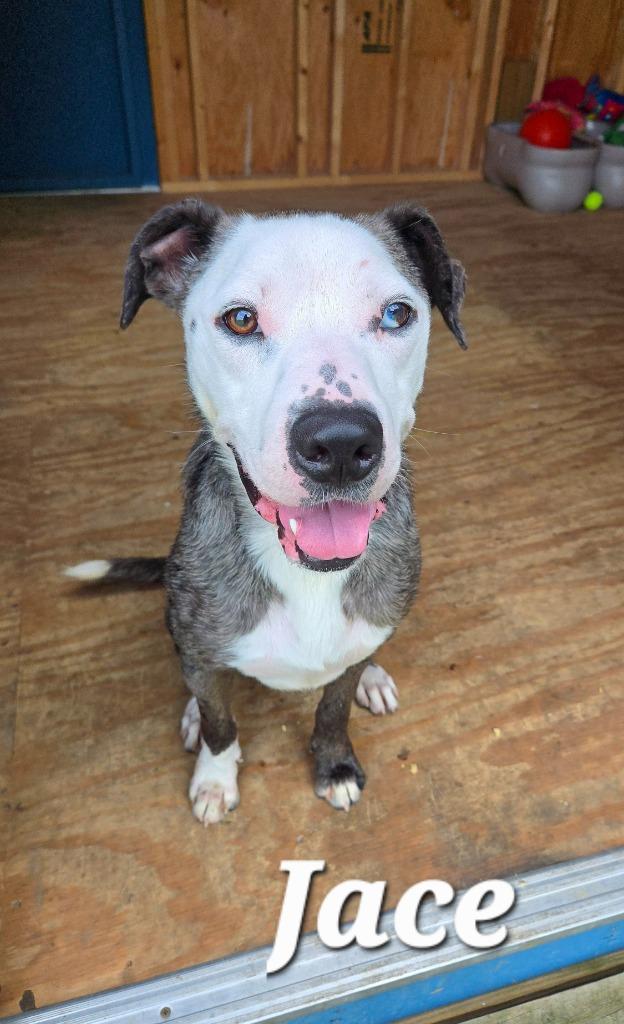 Enlarge Jace Yrly 482, a Adoptable Pit Bull Terrier in Sidney, OH image 6/6