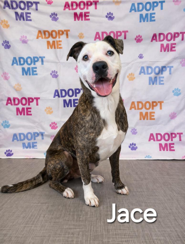 Enlarge Jace Yrly 482, a Adoptable Pit Bull Terrier in Sidney, OH image 6/6