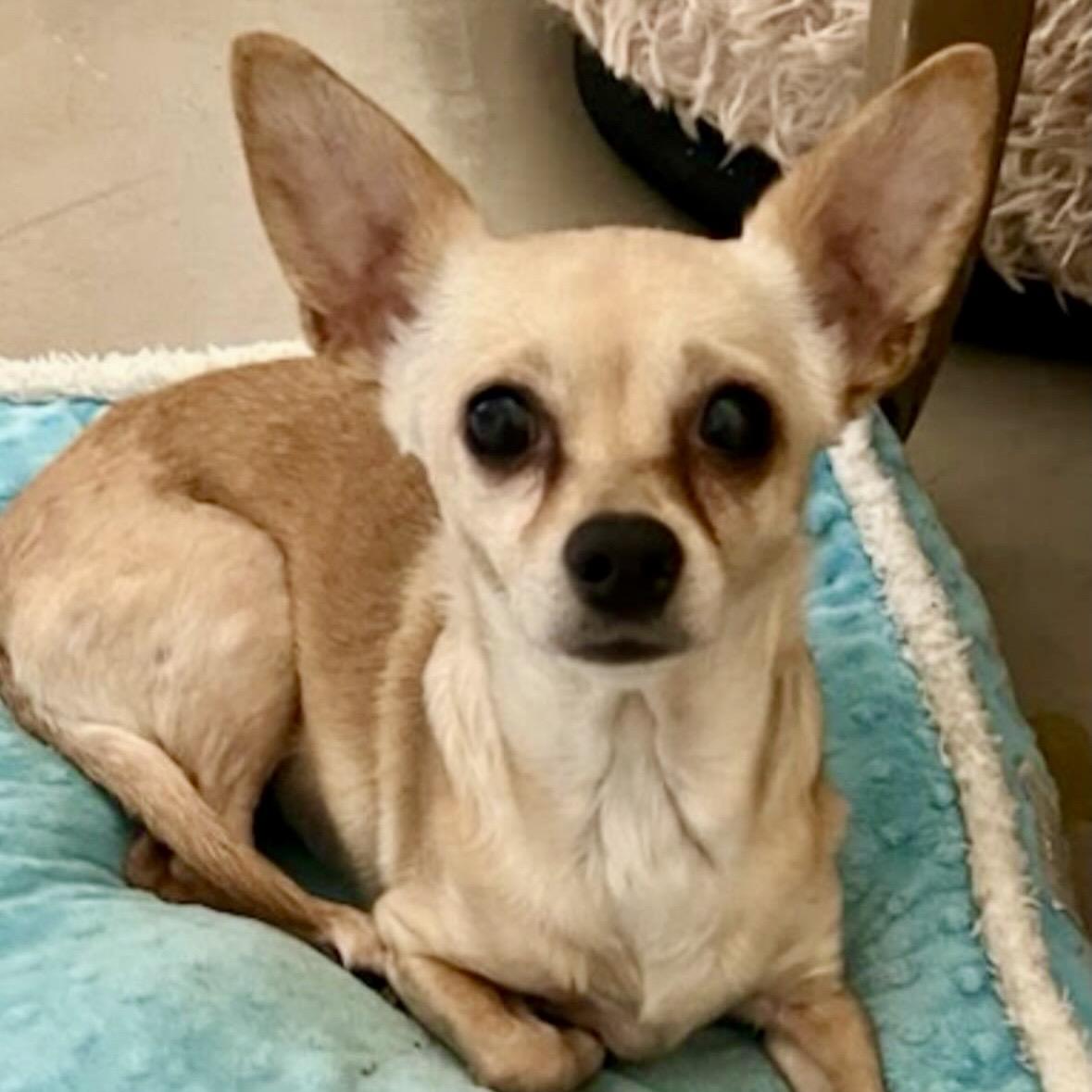 Bijou, a ADOPTABLE mixed breed in Brooklyn, NY image 2/6