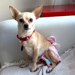 Bijou, a ADOPTABLE mixed breed in Brooklyn, NY image 1/6