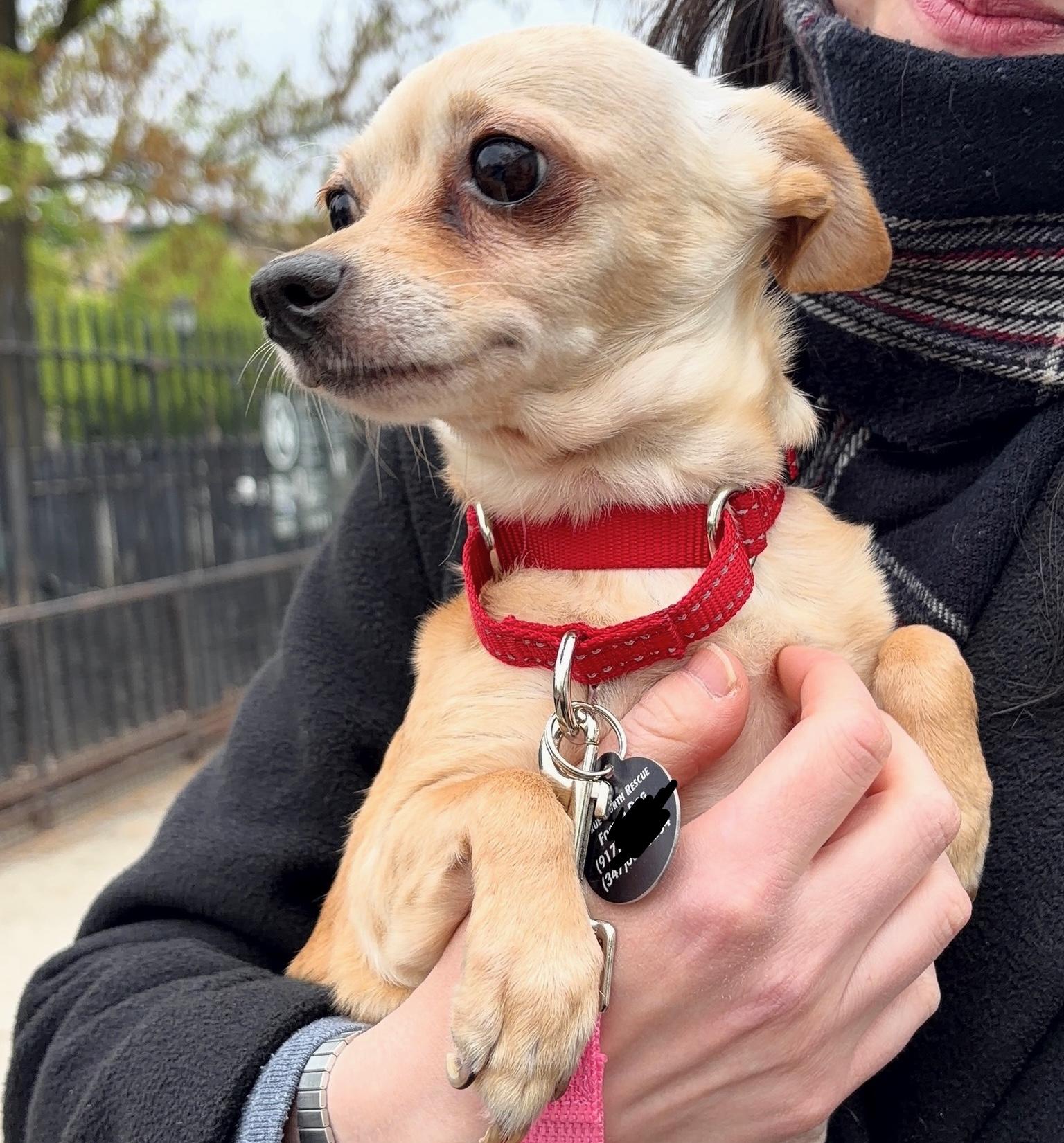 Bijou, a ADOPTABLE mixed breed in Brooklyn, NY image 5/6