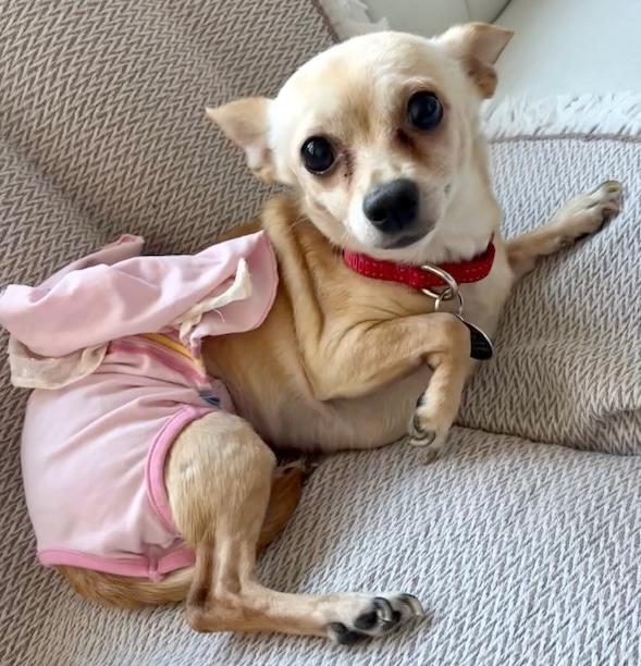 Bijou, a ADOPTABLE mixed breed in Brooklyn, NY image 3/6