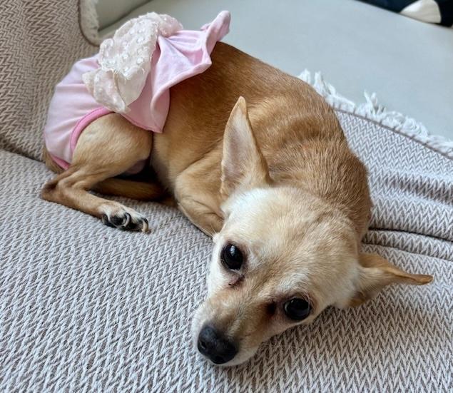 Bijou, a ADOPTABLE mixed breed in Brooklyn, NY image 6/6