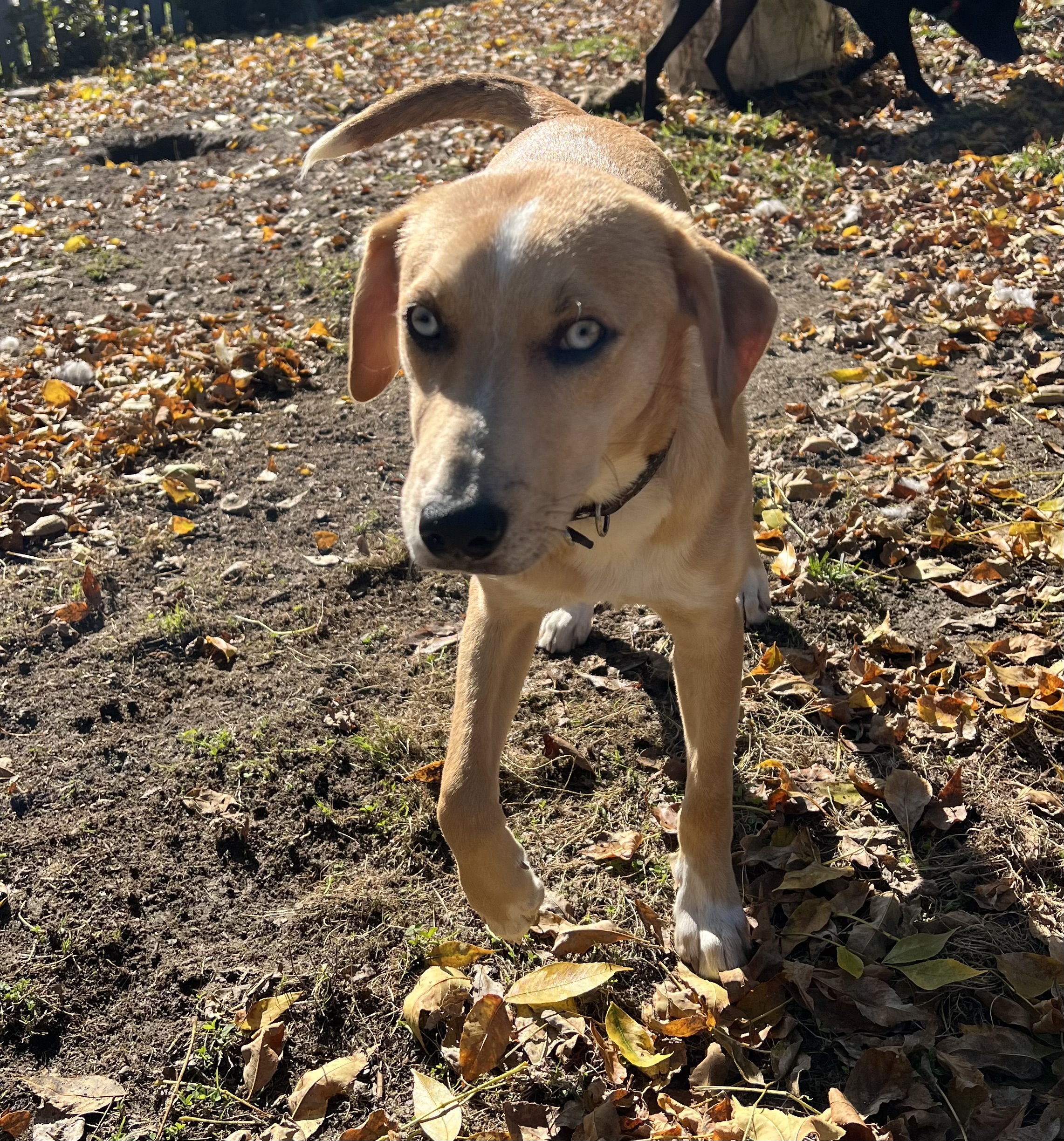 Banjo, a Adopted Cattle Dog in richmond, ME image 1/4