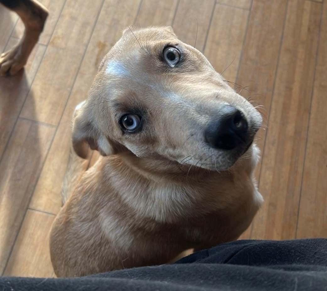 Banjo, a Adopted Cattle Dog in richmond, ME image 2/4