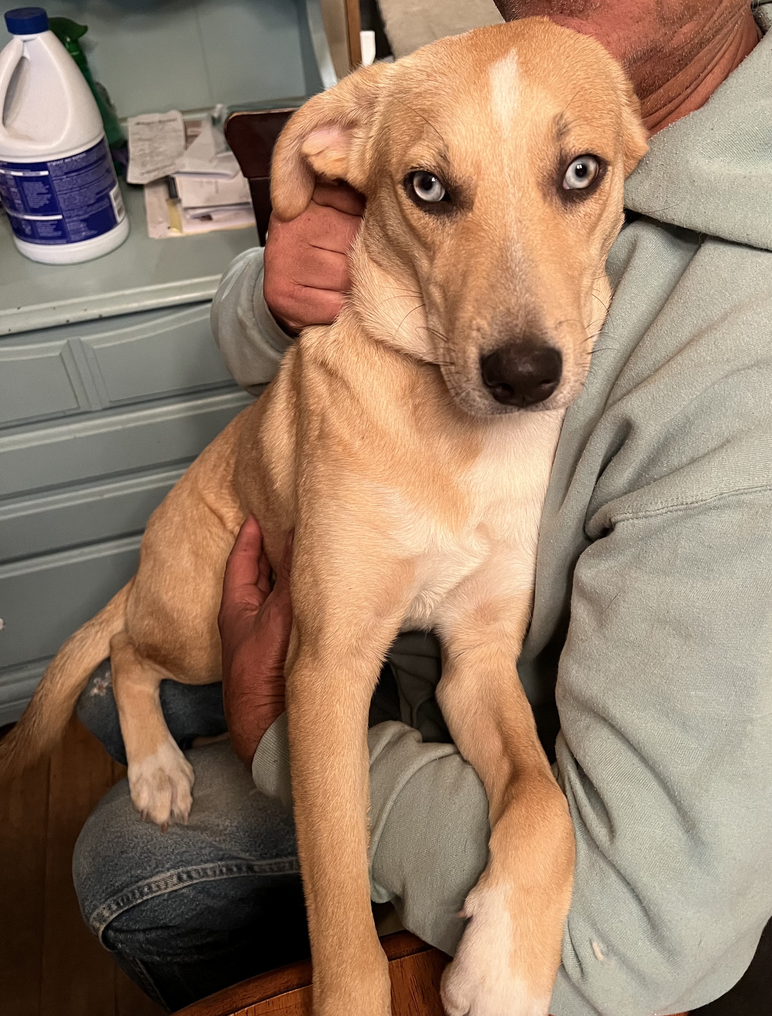 Banjo, a Adopted Cattle Dog in richmond, ME image 3/4