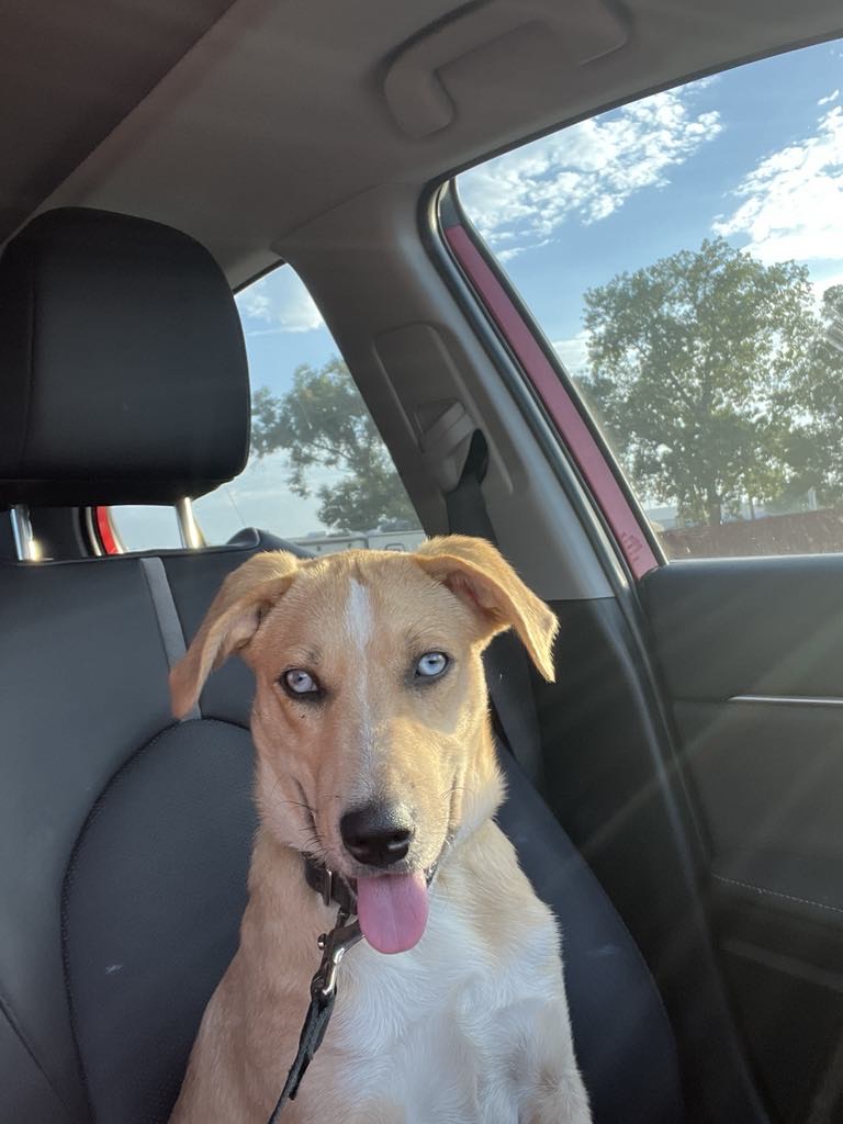 Banjo, a Adopted Cattle Dog in richmond, ME image 4/4