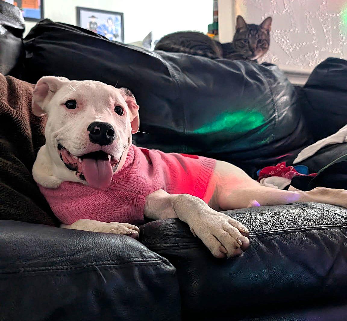 Enlarge Snow , a Adoptable mixed breed in Washington , DC image 2/6