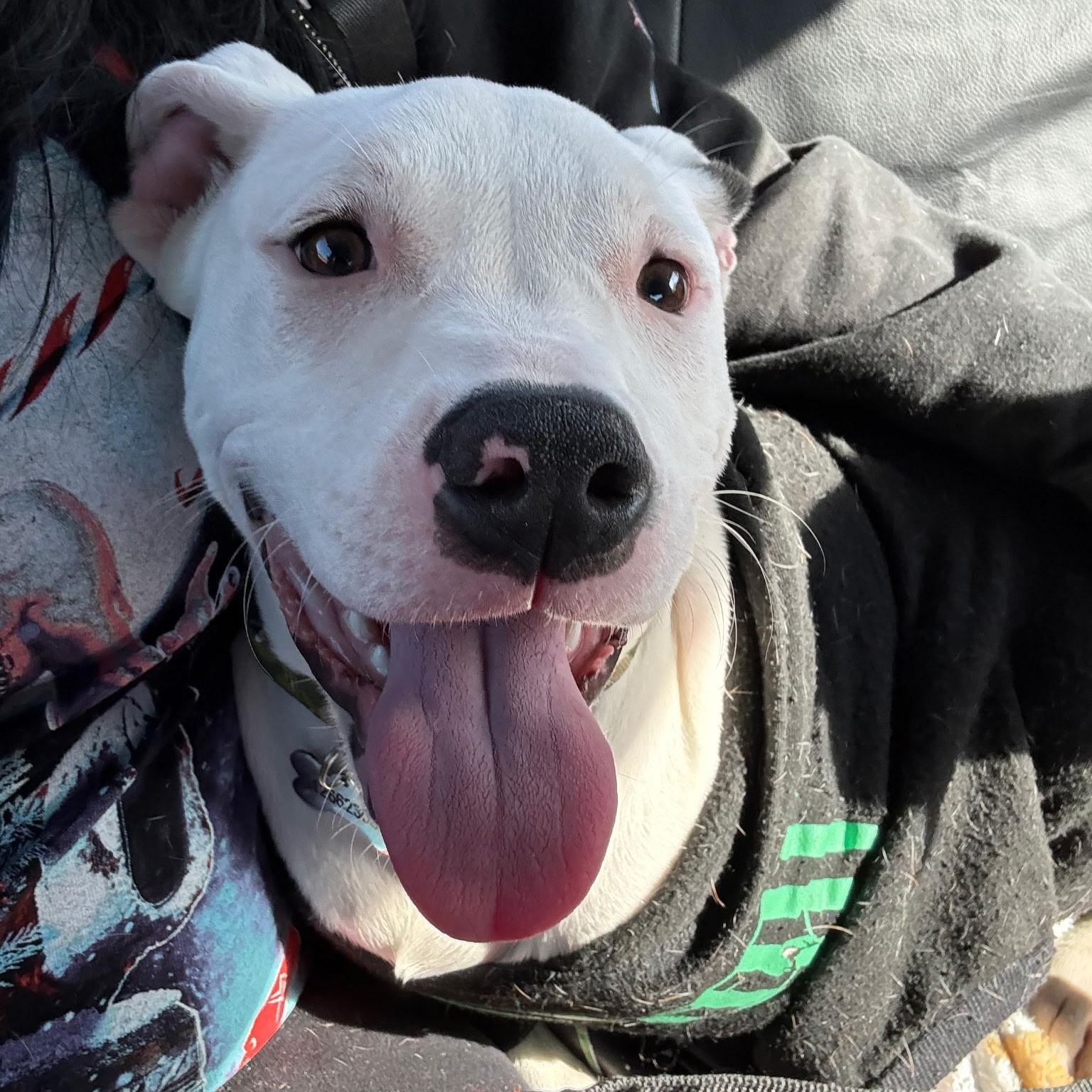 Enlarge Snow , a Adoptable mixed breed in Washington , DC image 5/6