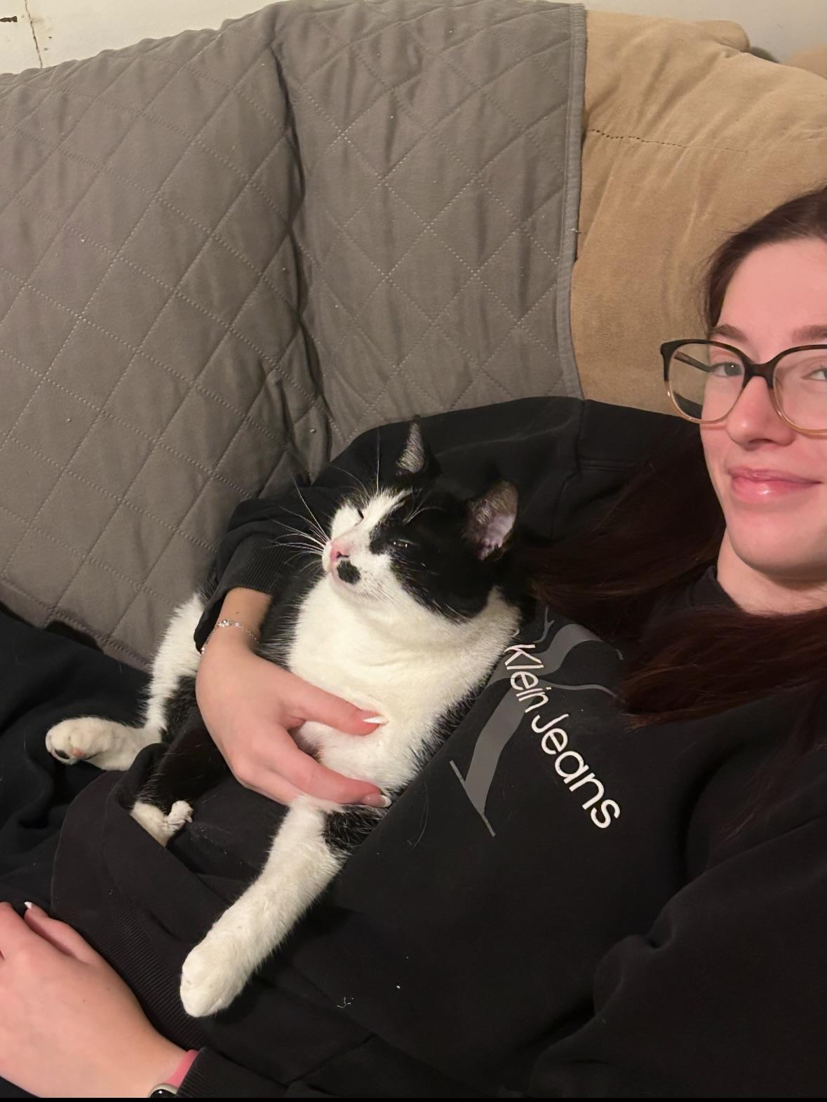 Felix, a ADOPTABLE Domestic Short Hair in Rochester, NY image 2/3