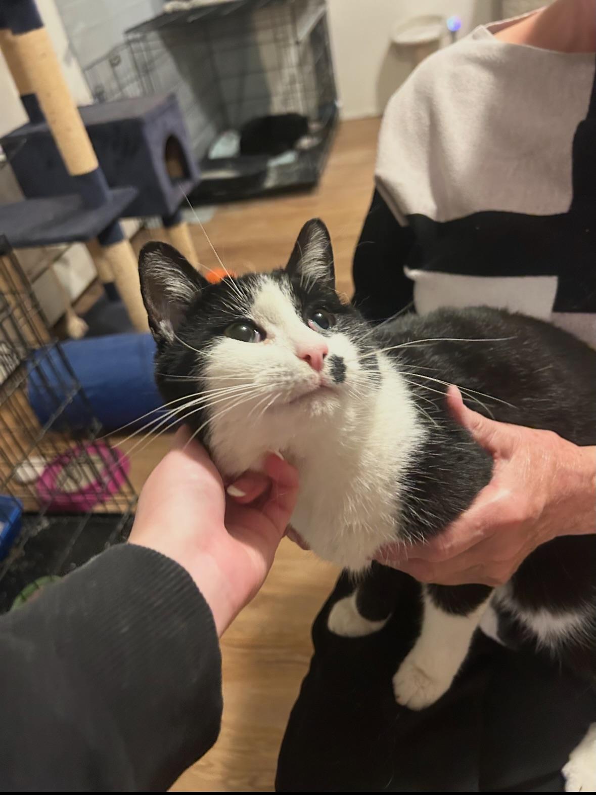 Felix, a ADOPTABLE Domestic Short Hair in Rochester, NY image 3/3