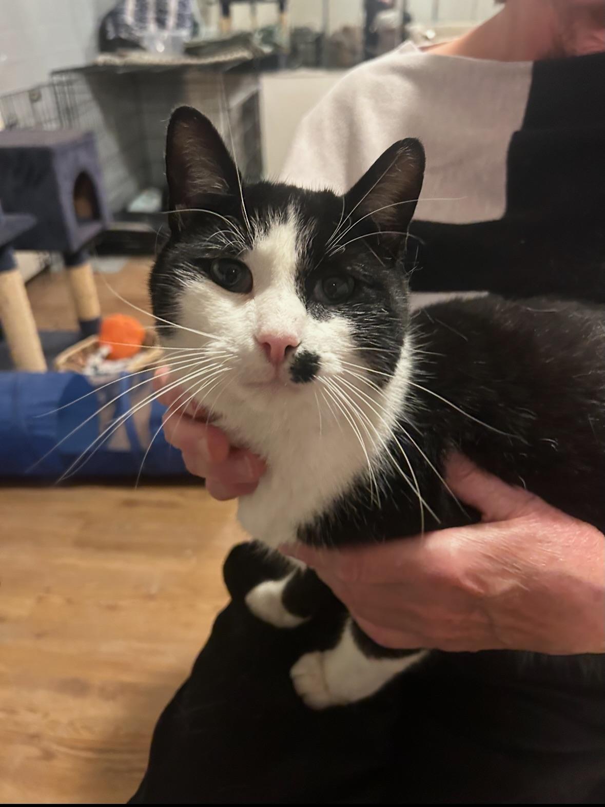 Felix, ADOPTABLE, Adult Male Domestic Short Hair.