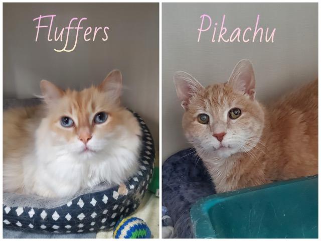 Fluffers and Pikachu