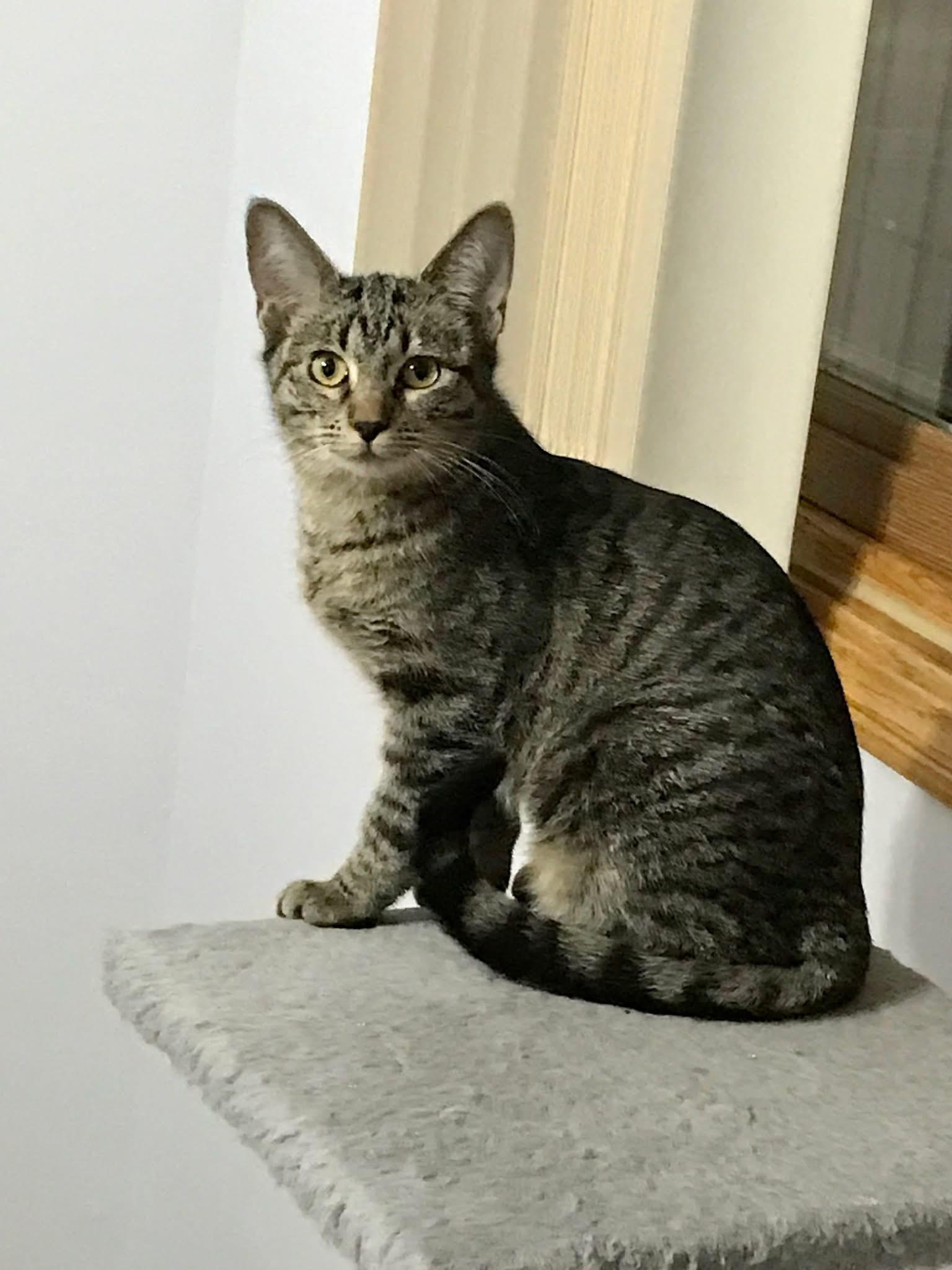 Usher & Britney Spears (BONDED PAIR), a Adoptable mixed breed in Orland Park, IL image 1/6