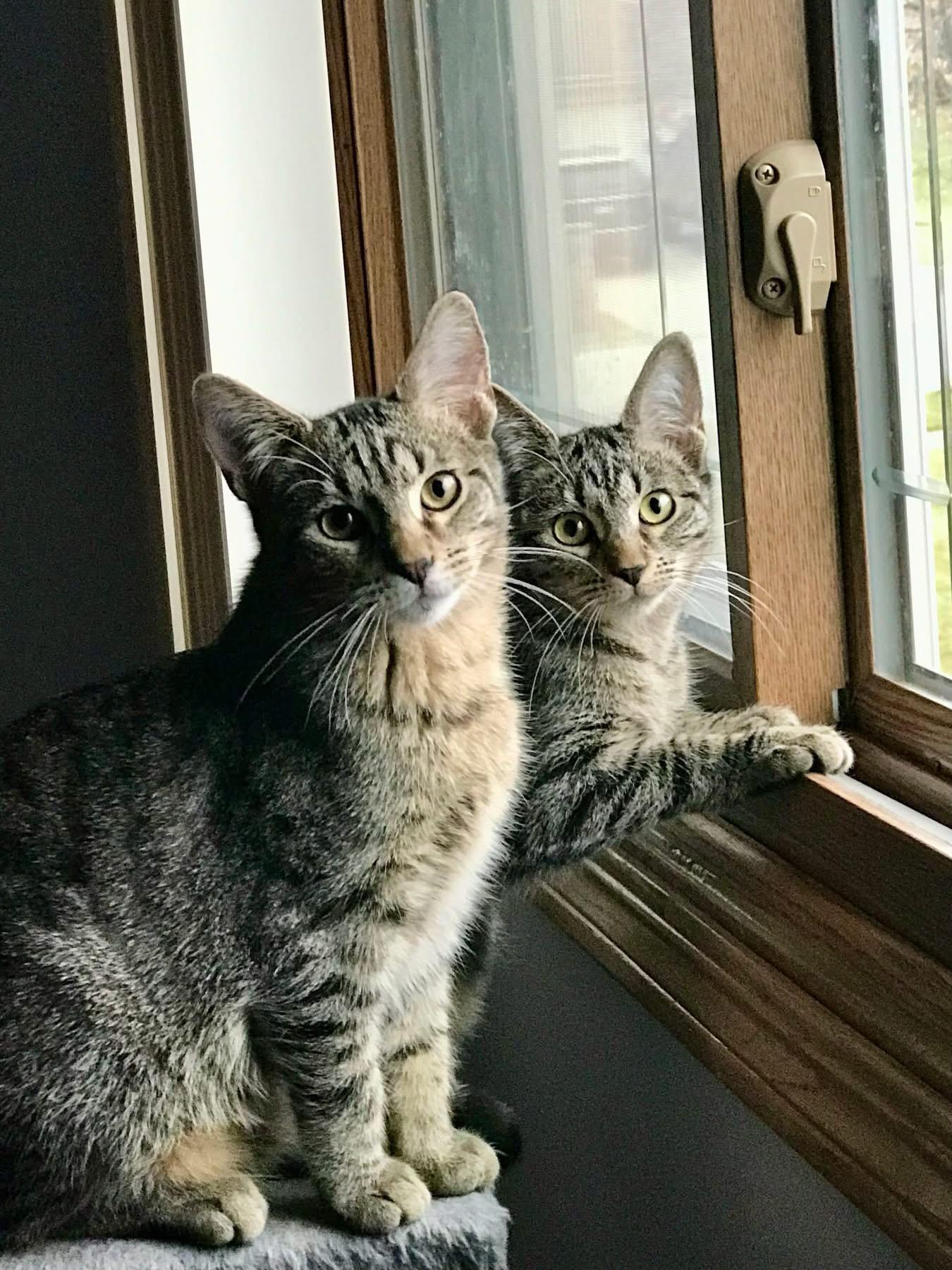 Usher & Britney Spears (BONDED PAIR), a Adoptable mixed breed in Orland Park, IL image 2/6