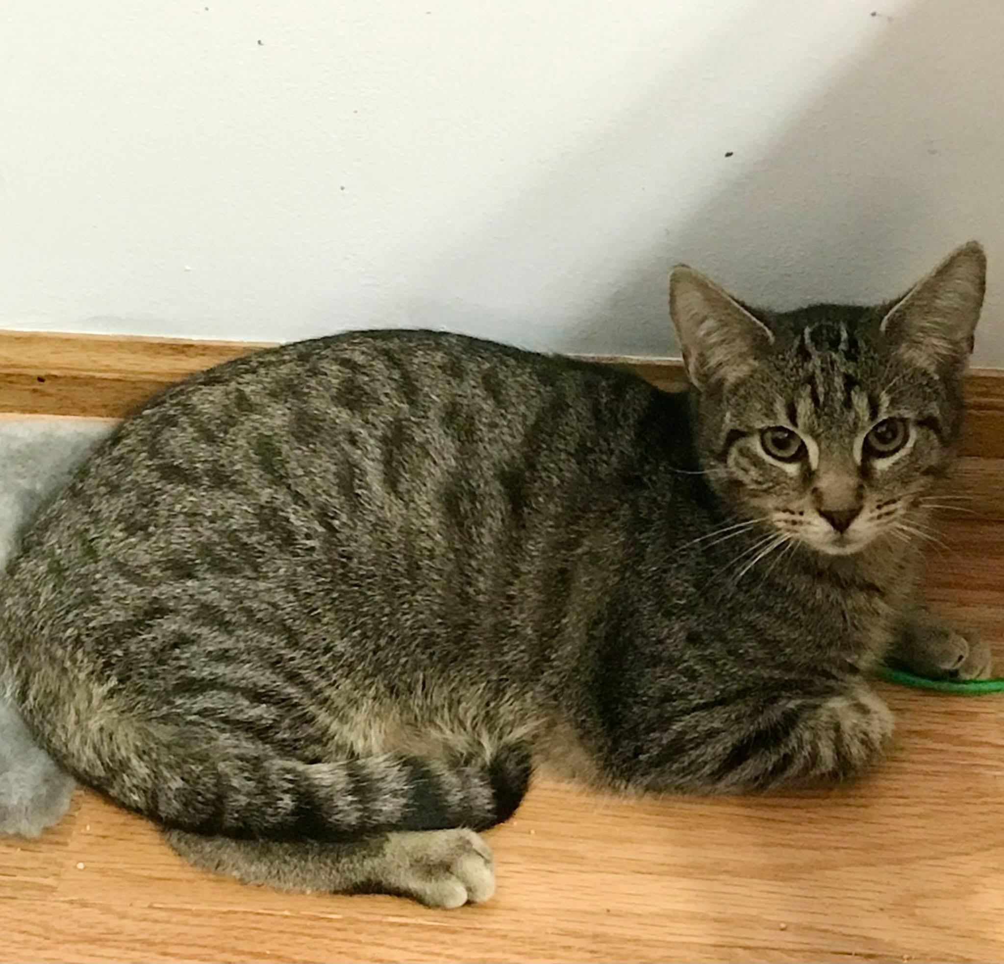 Usher & Britney Spears (BONDED PAIR), Adoptable, Kitten Male Tabby.