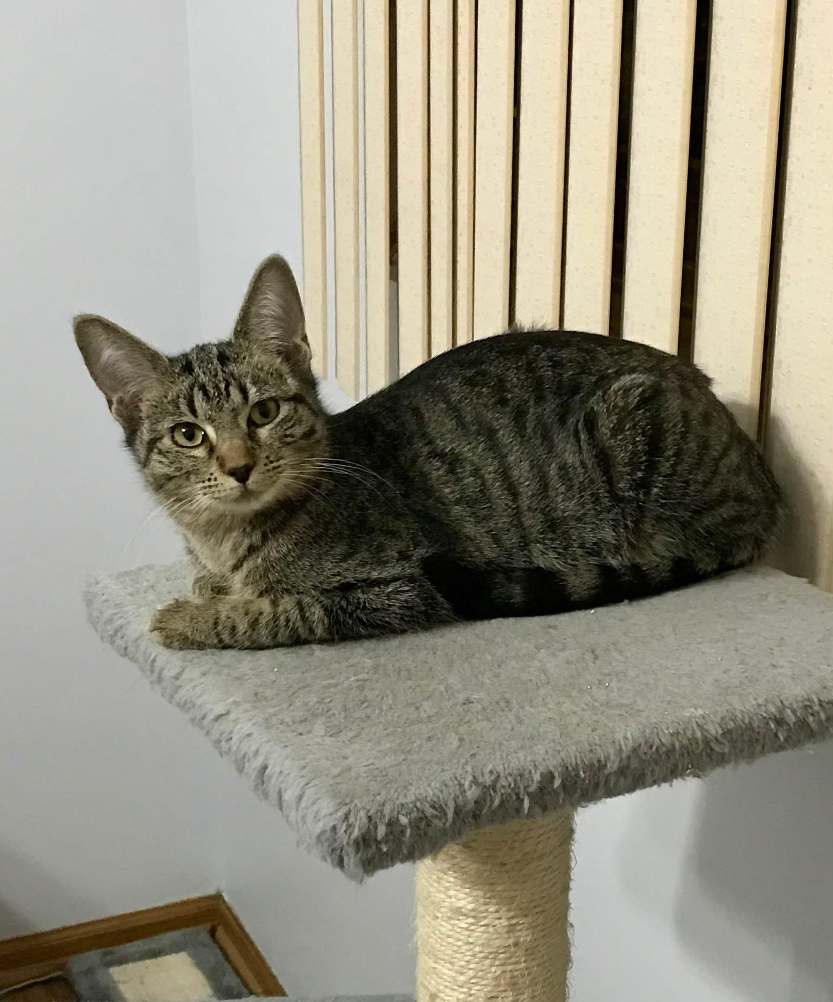 Usher & Britney Spears (BONDED PAIR), a Adoptable mixed breed in Orland Park, IL image 4/6