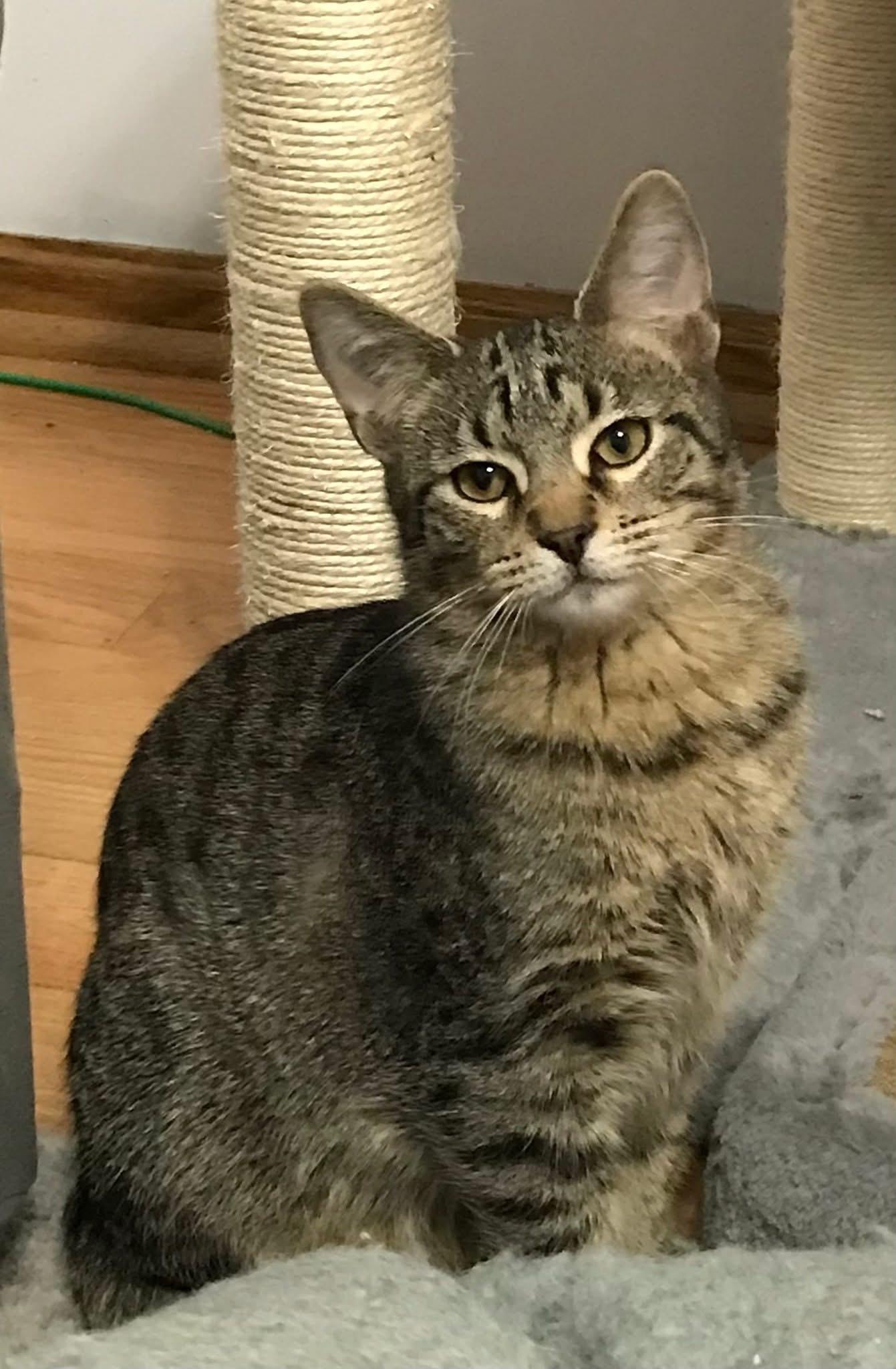 Usher & Britney Spears (BONDED PAIR), a Adoptable mixed breed in Orland Park, IL image 5/6